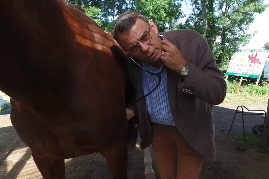 horse hay eat foot thoroughbred arabian foal