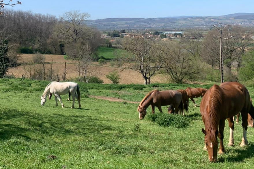 horse hay eat foot thoroughbred arabian foal