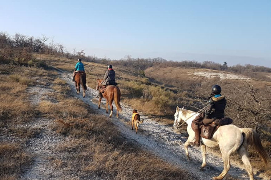 horse hay eat foot thoroughbred arabian foal